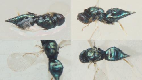 Réf. 215 274 : Tetrastichinae inconnu
